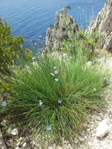 Aphyllante de Montpellier